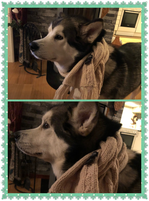 malamute ludvik kler også skjerf