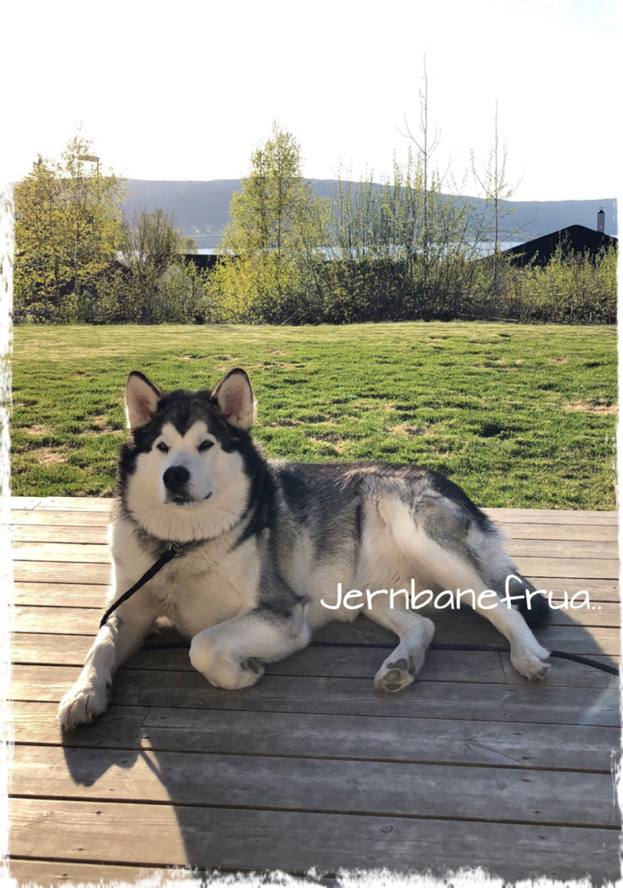 Alaskan malamute, Ludvik. 