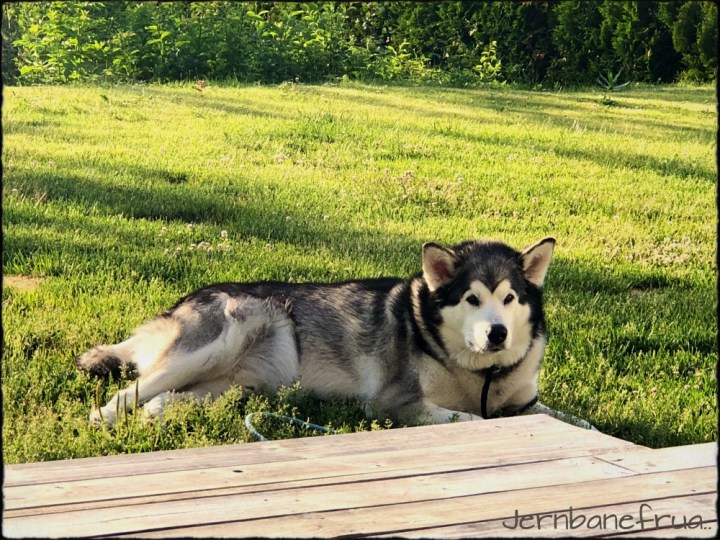 Alaskan malamute, Ludvik. 